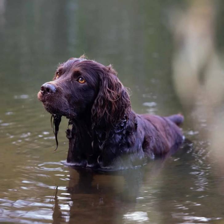 Un Boykin Spaniel dans l'eau et semblant détendu 
