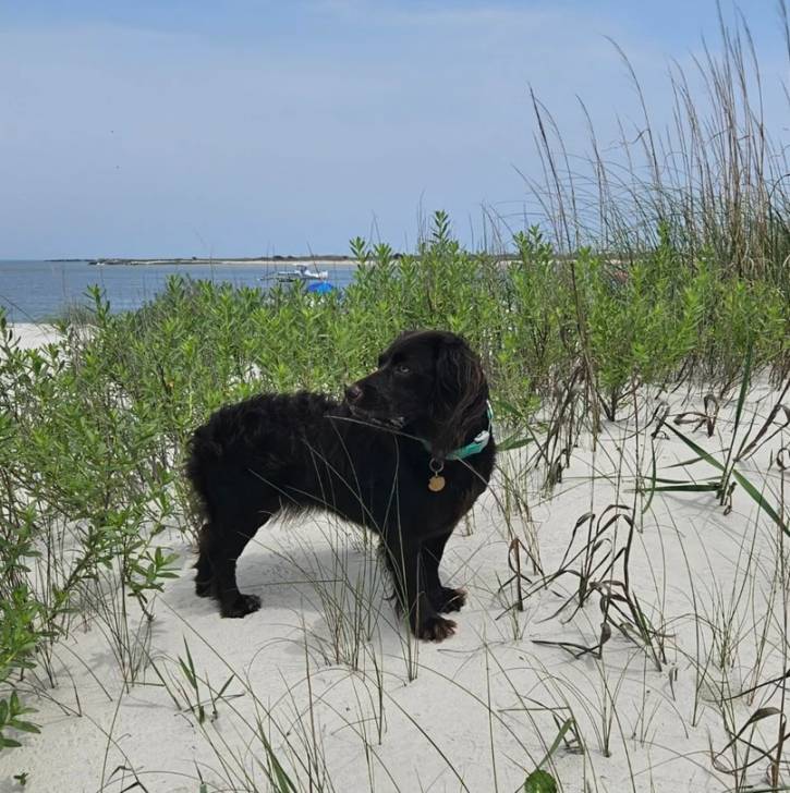 Un Boykin Spaniel sur une surface sableuse et portant un collier autour du cou