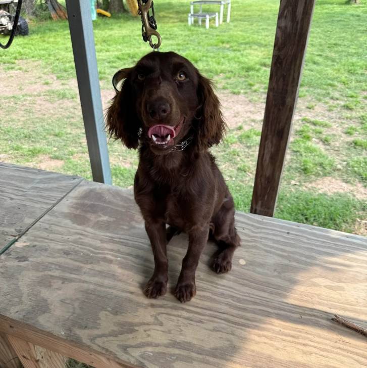 Un Boykin Spaniel assis sur un banc en bois et qui est tenu en laisse