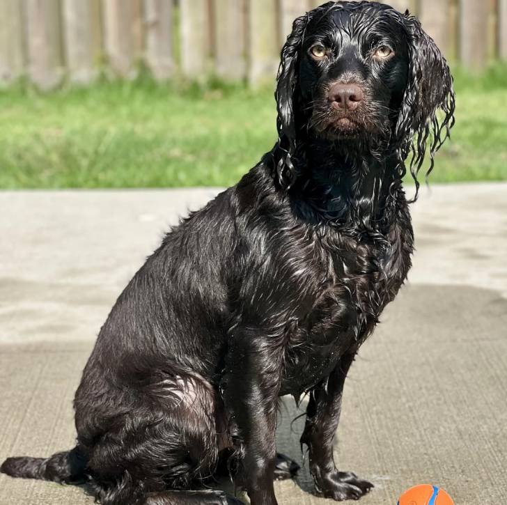 Un Boykin Spaniel assis sur une surface bétonnée 
