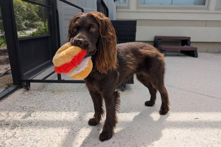 Un Boykin Spaniel sur une surface bétonnée et ayant une peluche dans sa gueule
