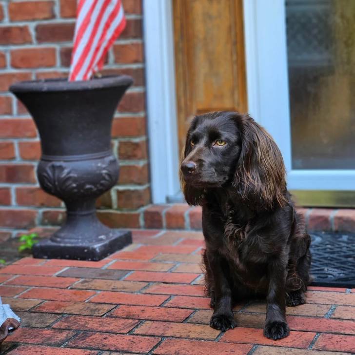 Un Boykin Spaniel assis sur un sol pavé 