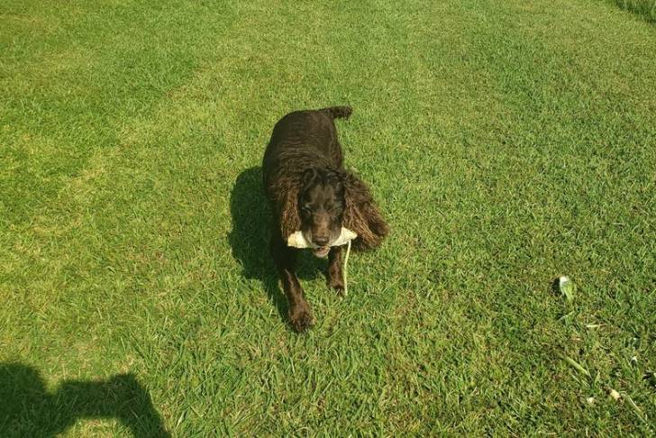 Un Boykin Spaniel sur une surface gazonnée et ayant un objet dans sa gueule 