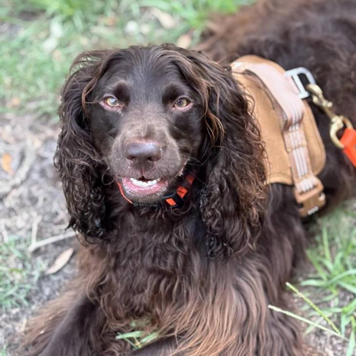 Un Boykin Spaniel allongé sur un terrain herbeux et qui est tenu en laisse 