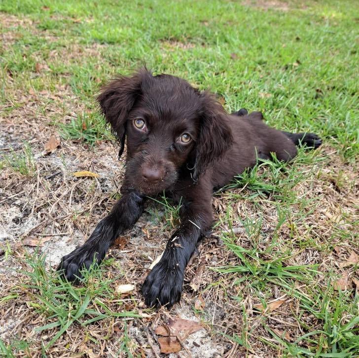 Un Boykin Spaniel allongé sur une surface herbacée 