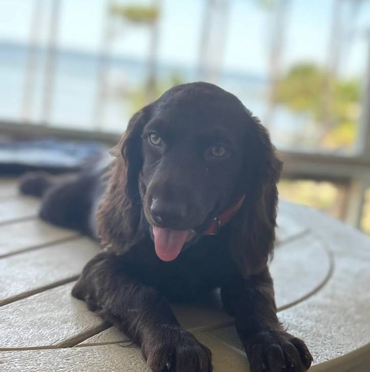 Un Boykin Spaniel allongé sur une table et ayant la langue pendante 