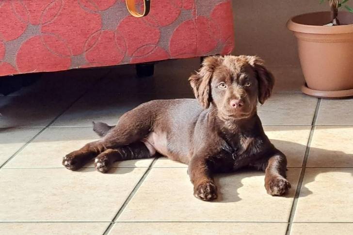 Un Boykin Spaniel allongé sur un sol carrelé et regardant vers la caméra 
