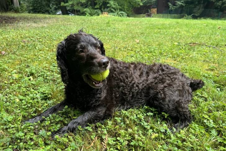 Un Boykin Spaniel allongé sur un terrain herbeux et ayant une balle de tennis dans sa gueule