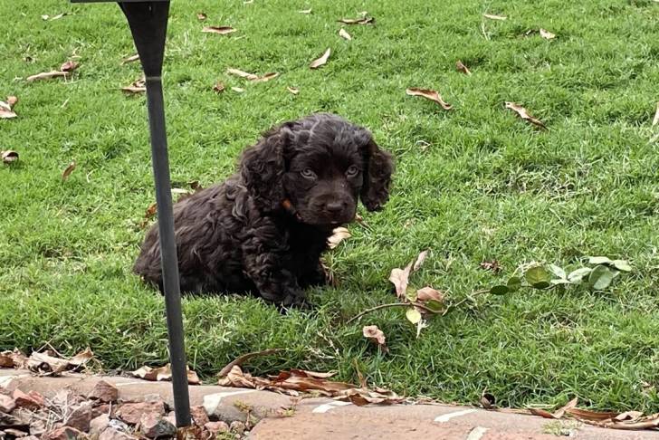 Un Boykin Spaniel asiss sur une surface gazonnée et semblant détendu