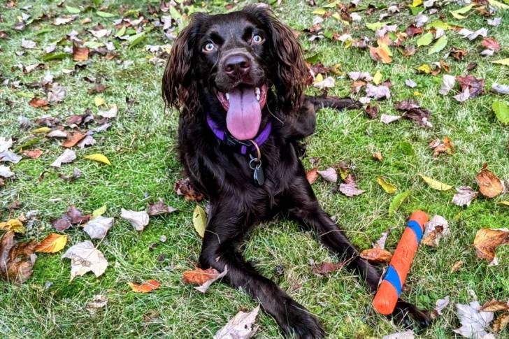 Un Boykin Spaniel ayant la langue pendant et portant un collier autour du cou