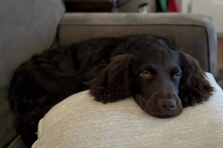 Un Boykin Spaniel allongé sur un canapé et semblant détendu
