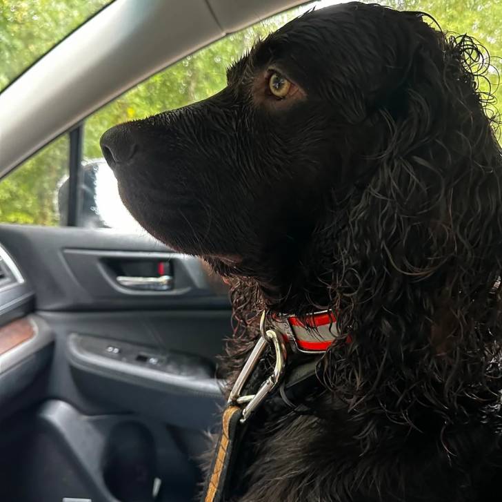 Un Boykin Spaniel assis dans une voiture et qui est tenu en laisse 