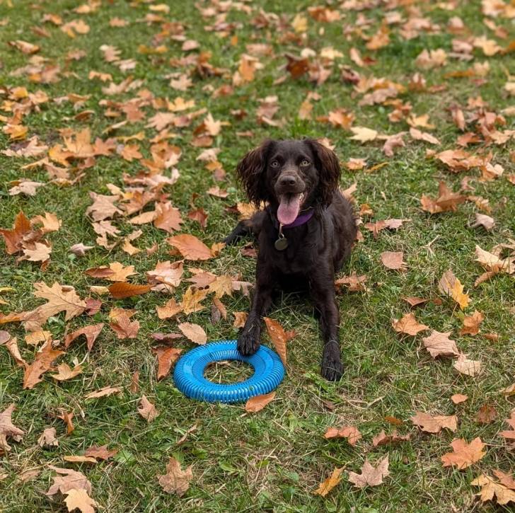 Un Boykin Spaniel ayant la langue pendante et portant un collier autour du cou