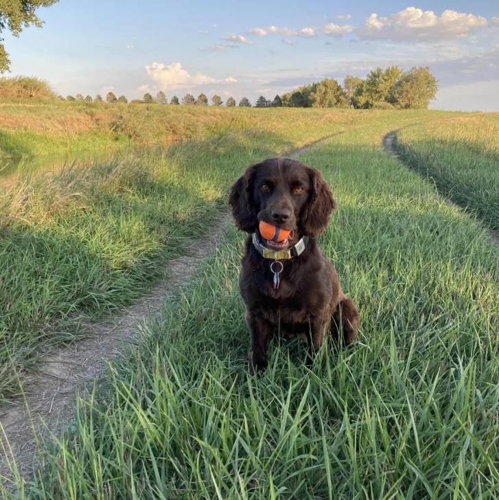 Un Boykin Spaniel portant un collier autour du cou et ayant une balle dans sa gueule 