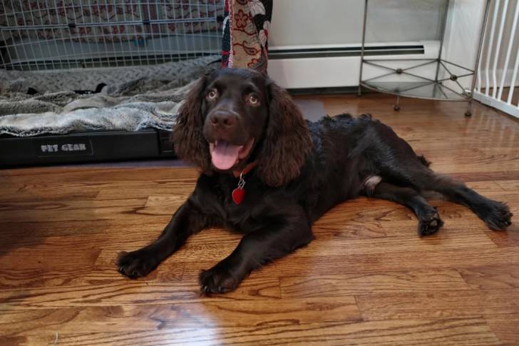 Un Boykin Spaniel allongé sur un plancher et portant un collier autour du cou