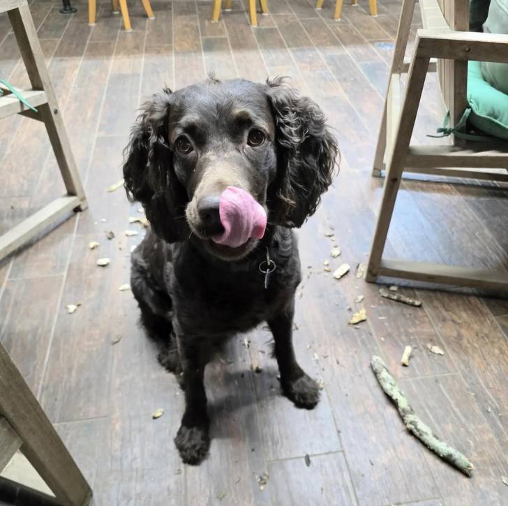 Un Boykin Spaniel portant un collier autour du cou et léchant son museau 