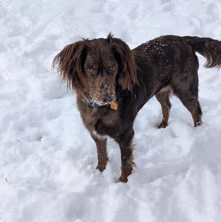 Un Boykin Spaniel sur une surface enneigée et portant un collier autour du cou