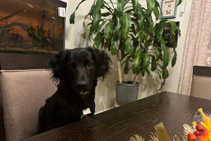 Un Boykin Spaniel assis sur une chaise et portant un collier autour du cou