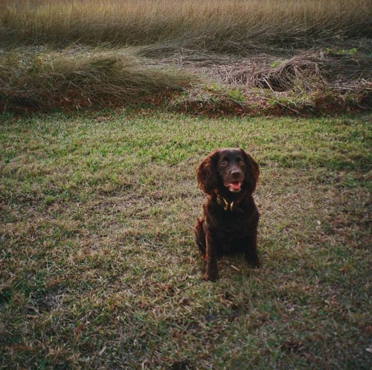 Un Boykin Spaniel assis sur une surface gazonnée et portant un collier autour du cou