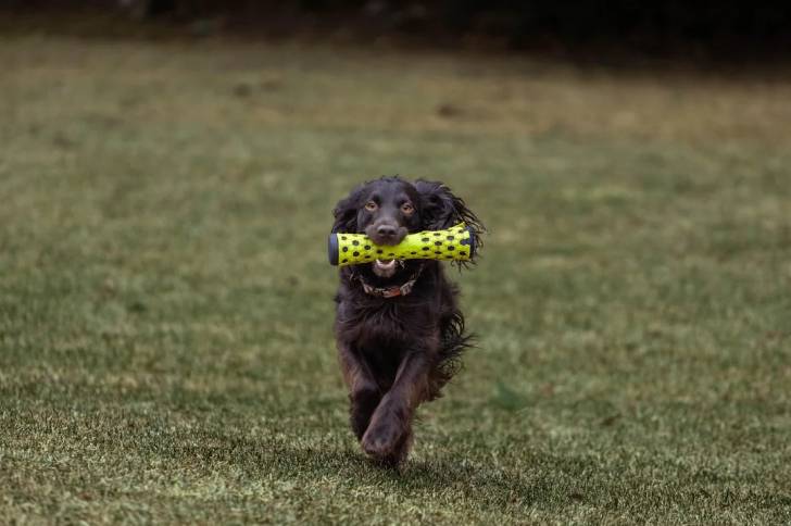 Un Boykin Spaniel courant sur une surface gazonnée et portant un collier autour du cou