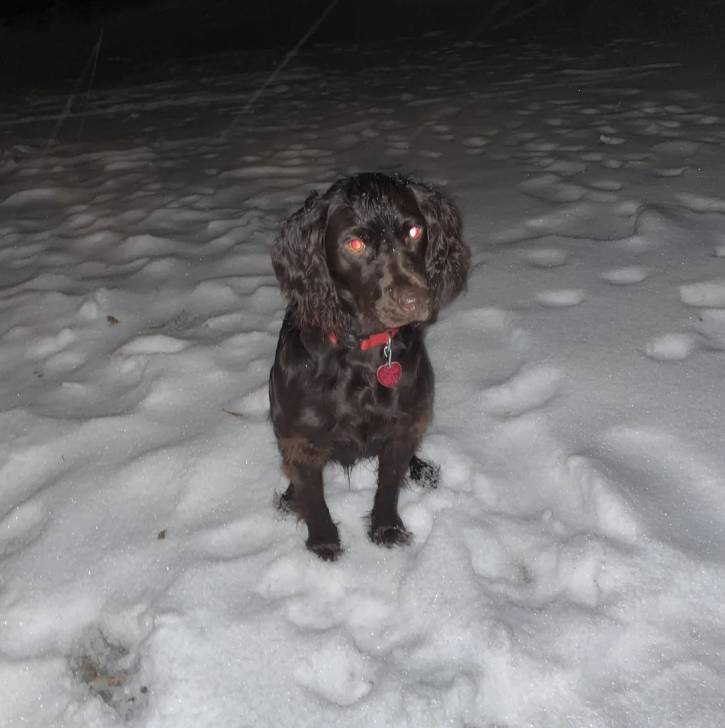 Un Boykin Spaniel assis sur une surface enneigée et portant un collier autour du cou