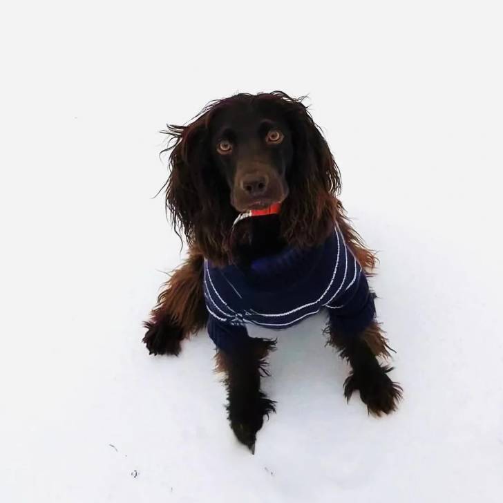 Un Boykin Spaniel assis sur une surface enneigée et portant un habit pour chien