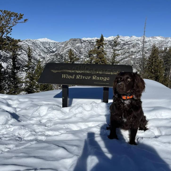Un Boykin Spaniel assis sur une surface enneigée et portant un collier autour du cou