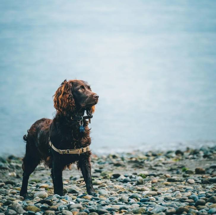 Un Boykin Spaniel sur des gravillons et portant un harnais 