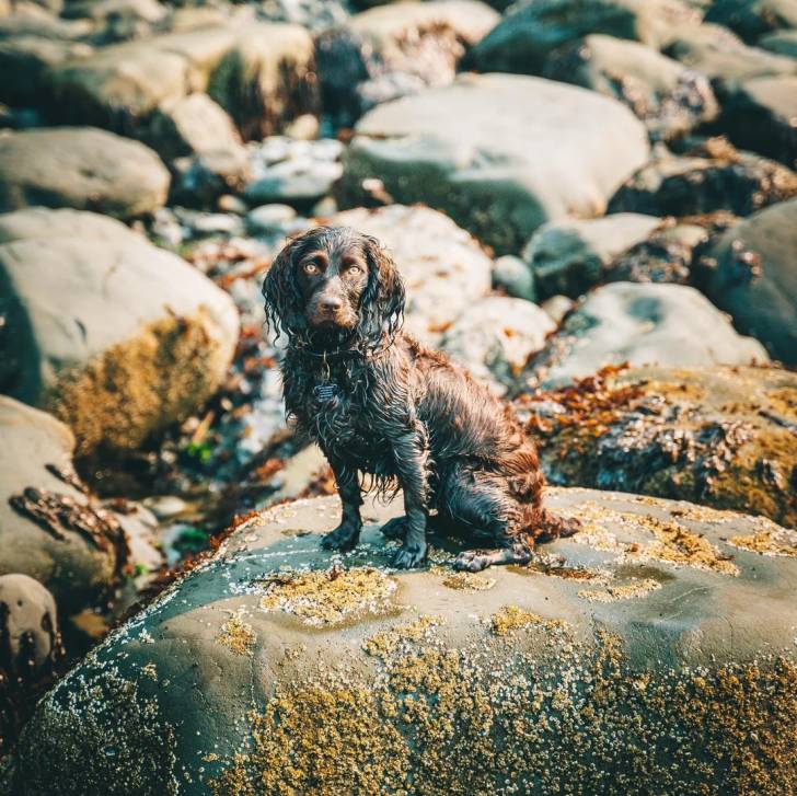 Un Boykin Spaniel assis sur un rocher et portant un collier autour du cou