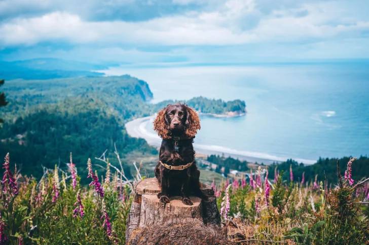 Un Boykin Spaniel assis sur un tronc d'arbre et portant un collier autour du cou