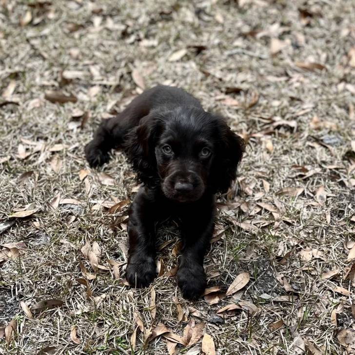 Un chiot Boykin Spaniel allongé sur un terrain herbeud 