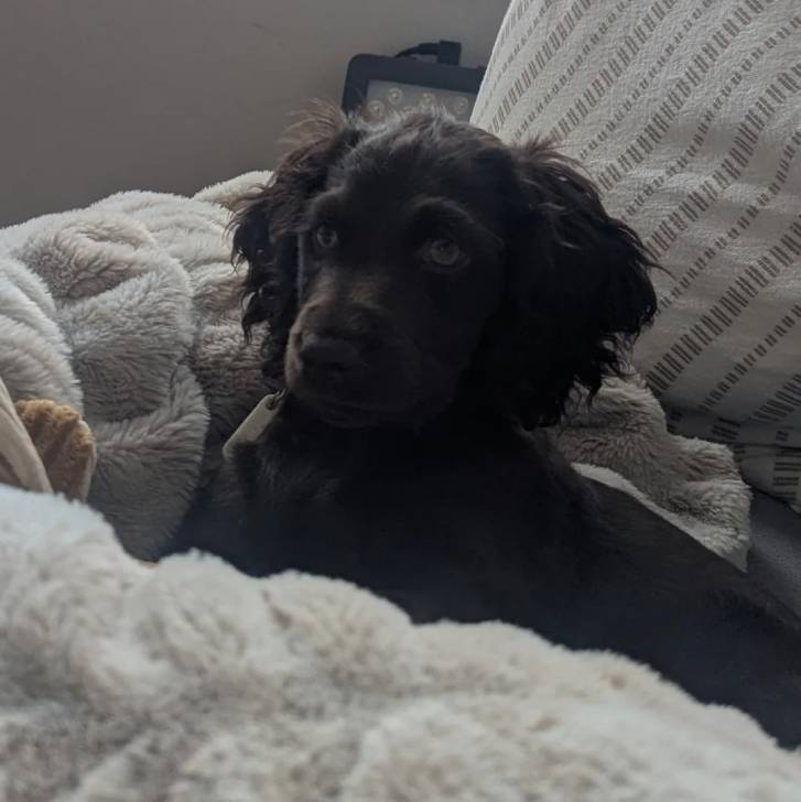 Un Boykin Spaniel allongé et portant un collier autour du cou