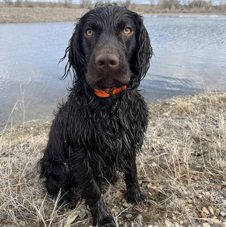 Un Boykin Spaniel assis sur un terrain herbeux et portant un collier autour du cou
