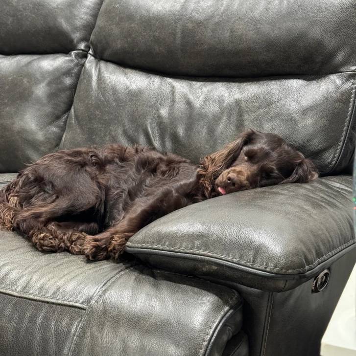 Un Boykin Spaniel allongé sur un canapé et semblant détendu