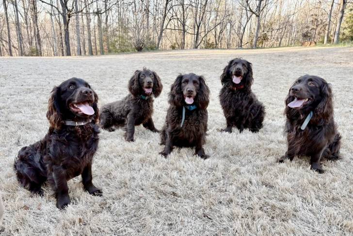 Cinq Boykin Spaniel assis sur une surface herbacée et ayant leurs langues pendantes