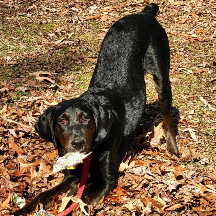 Un Boykin Spaniel sur un terrain herbeux et qui est tenu en laisse 