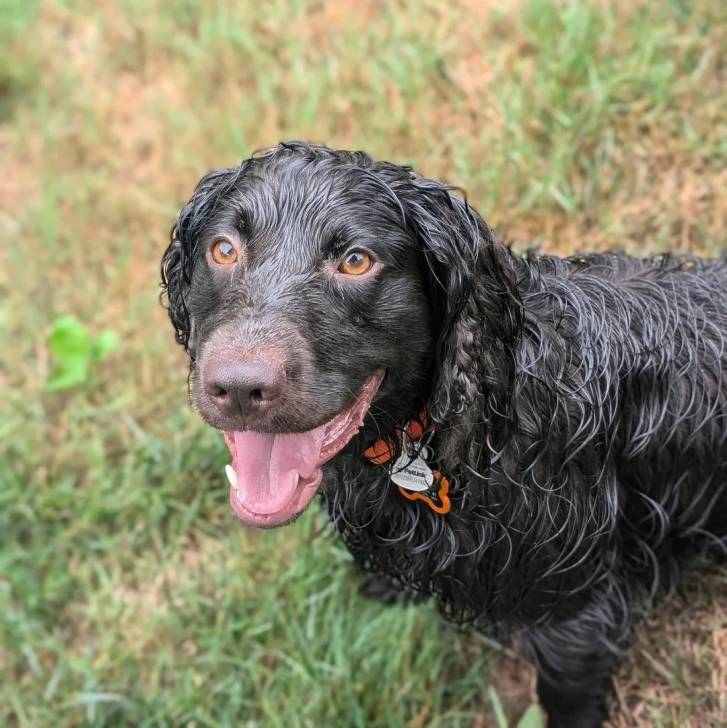 Un Boykin Spaniel assis sur une surface herbacée et portant un collier autour du cou
