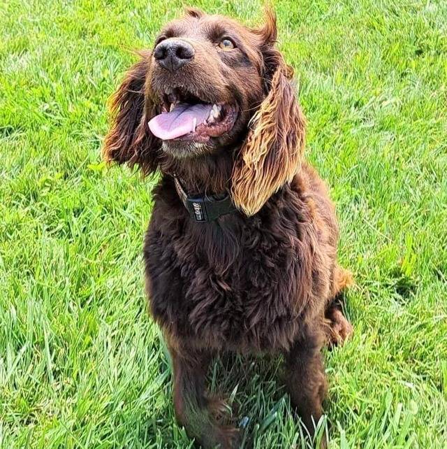Un Boykin Spaniel assis sur une surface gazonnée et portant un collier autour du cou