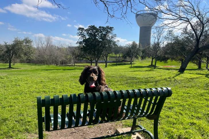 Un Boykin Spaniel sur un banc et tirant la langue 