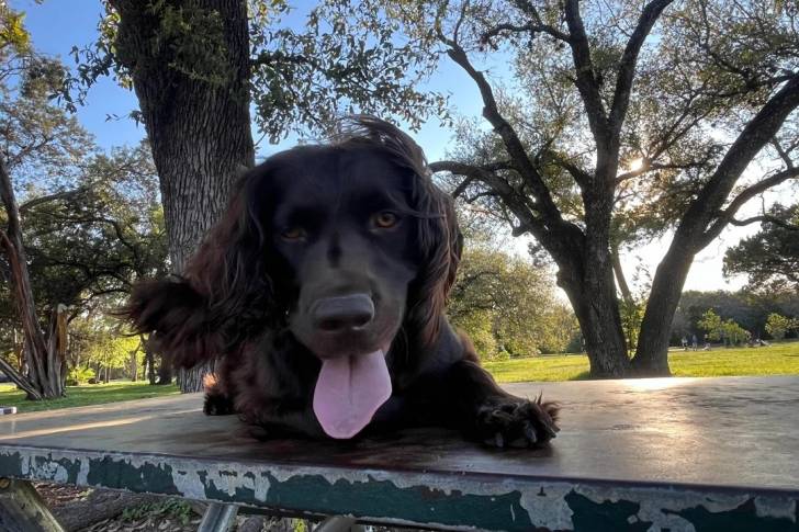 Un Boykin Spaniel allongé sur une table et tirant la langue 