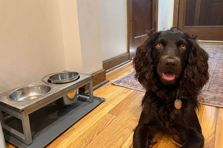 Un Boykin Spaniel allongé sur un plancher et portant un collier autour du cou