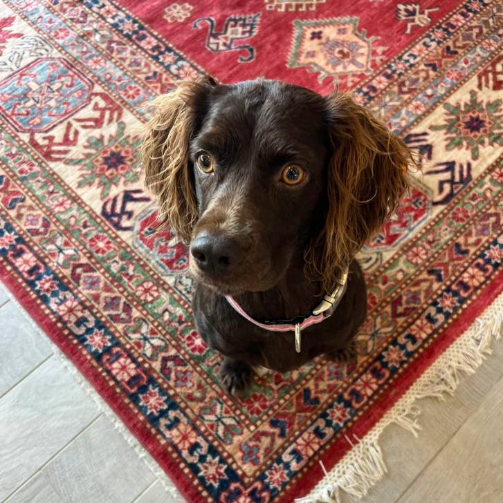 Un Boykin Spaniel assis sur un tapis et portant un collier autour du cou