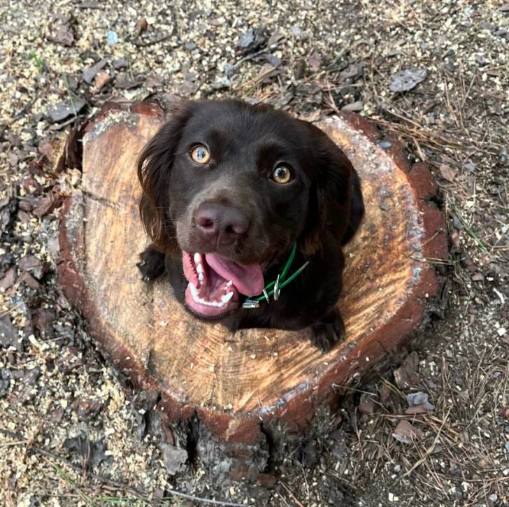 Un Boykin Spaniel assis sur un tronc d'arbre et portant un collier autour du cou