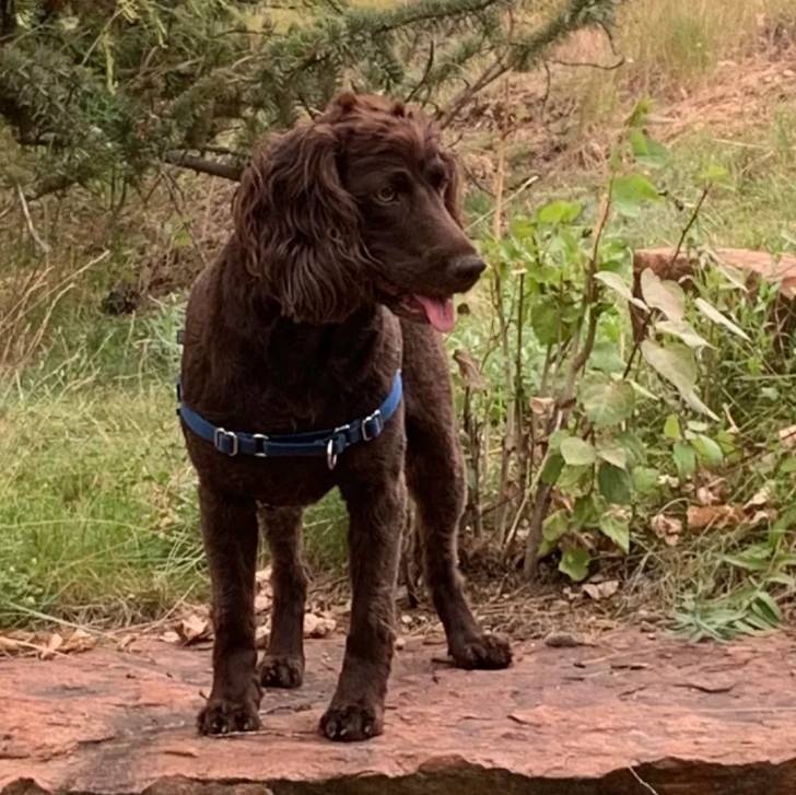 Un Boykin Spaniel tirant la langue et portant un harnais 