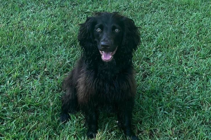 Un Boykin Spaniel assis sur une surface gazonnée 