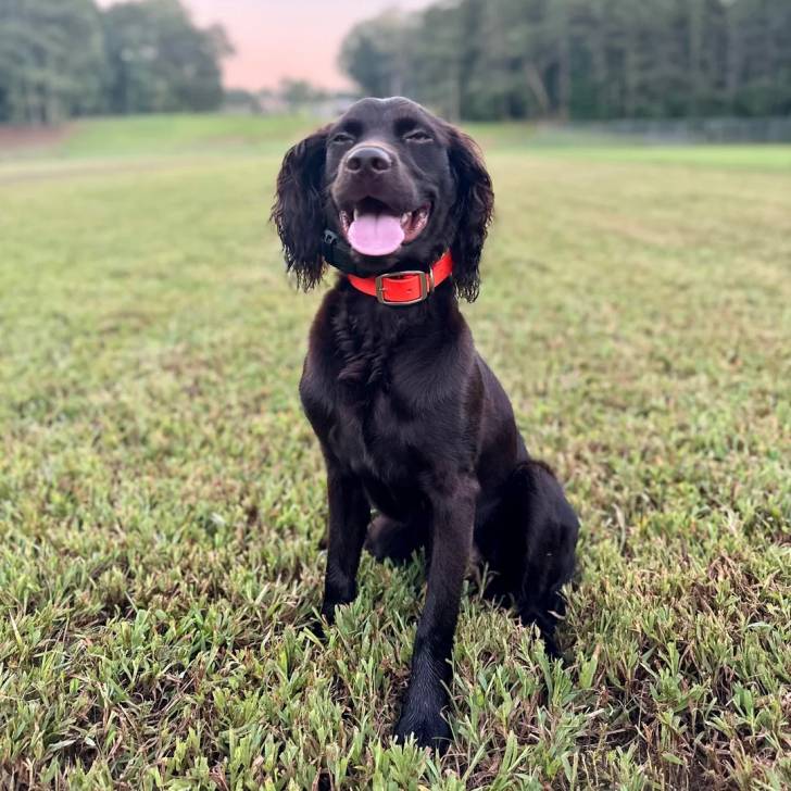 Un Boykin Spaniel tirant la langue et portant un collier autour du cou