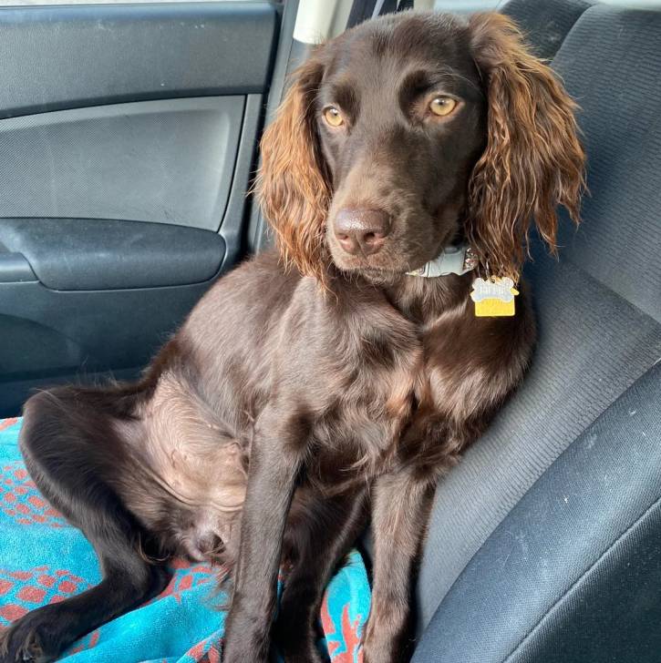 Un Boykin Spaniel assis sur le siège d'une voiture et portant un collier autour du cou