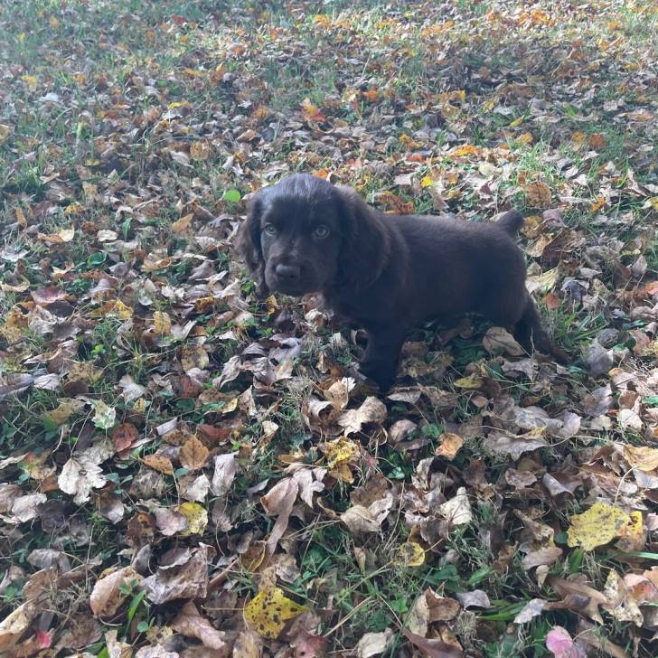 Un Boykin Spaniel assis sur un sol jonchés de feuilles mortes 
