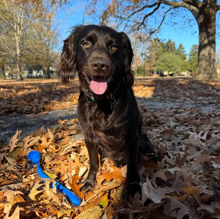 Un Boykin Spaniel assis sur un sol jonchés de feuilles mortes et tirant la langue 