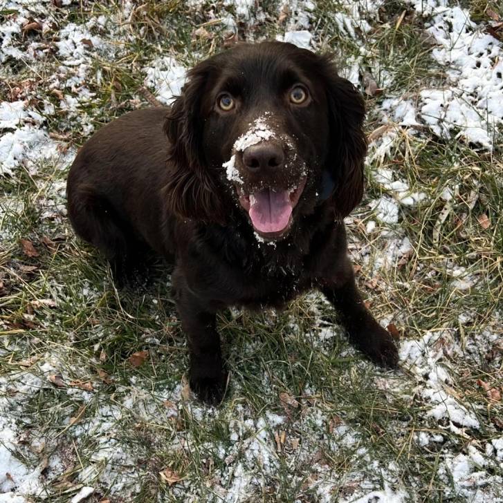 Un Boykin Spaniel assis sur un terrain herbeux et ayant la gueule ouverte 